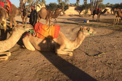 IMG_0931