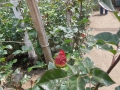 DSCN2136