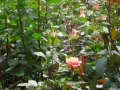 DSCN2139